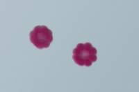 Oursin - embryologie - stades morula x100